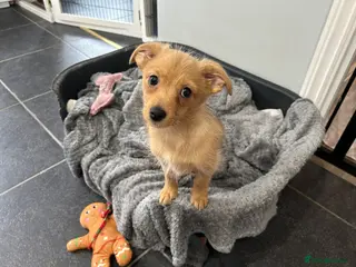 Mixed Breed dogs Miniature dapple Dauchshund long hair Pomeranian - Advert 1