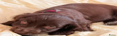 Cocker Spaniel 