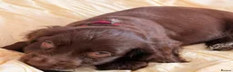 Cocker Spaniel dogs for sale: Gorgeous cocker spaniel  in Runcorn - Advert 4