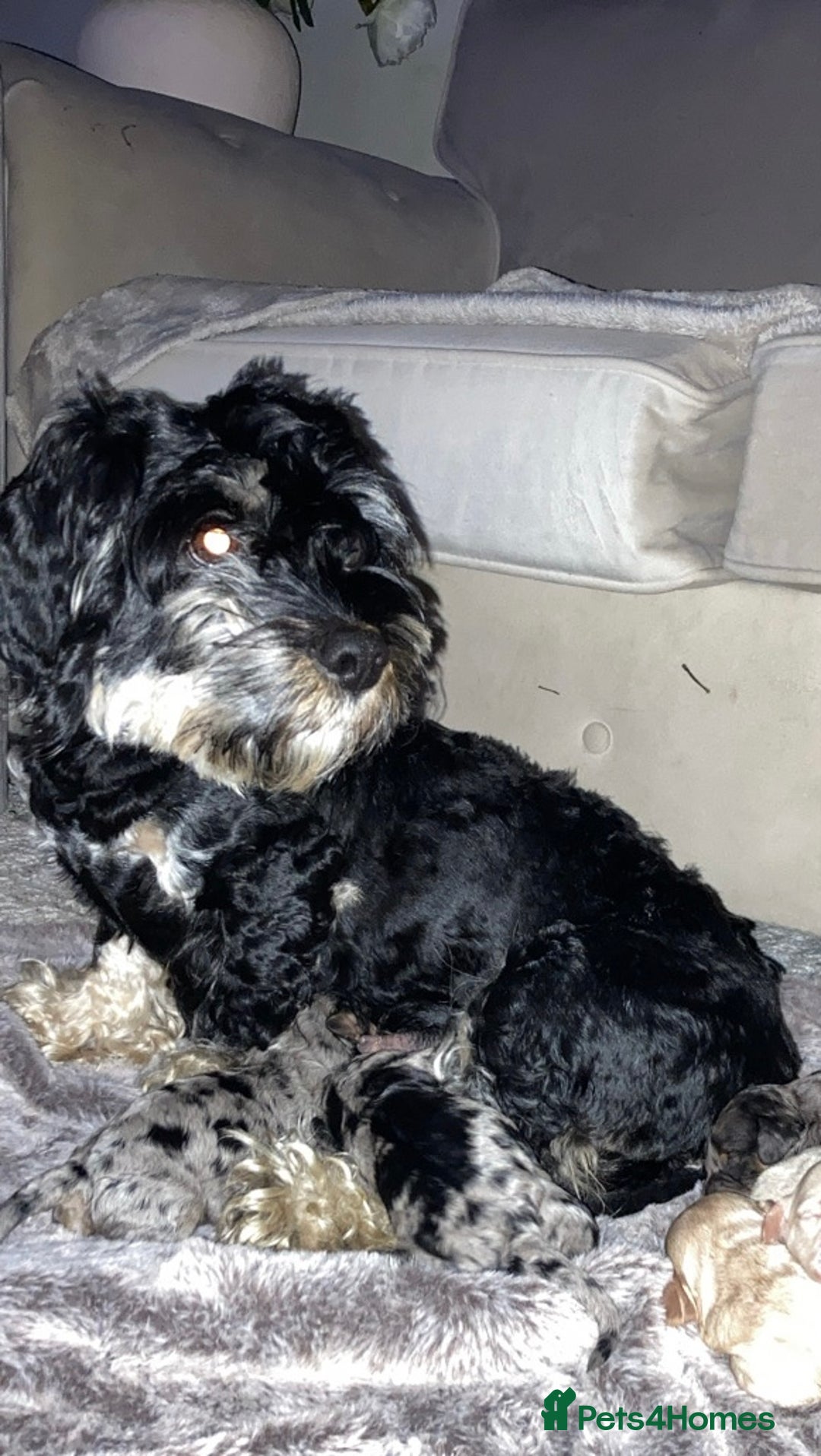 Cavapoo dogs for sale: Unique toy cavapoos 🐾   - Image 8