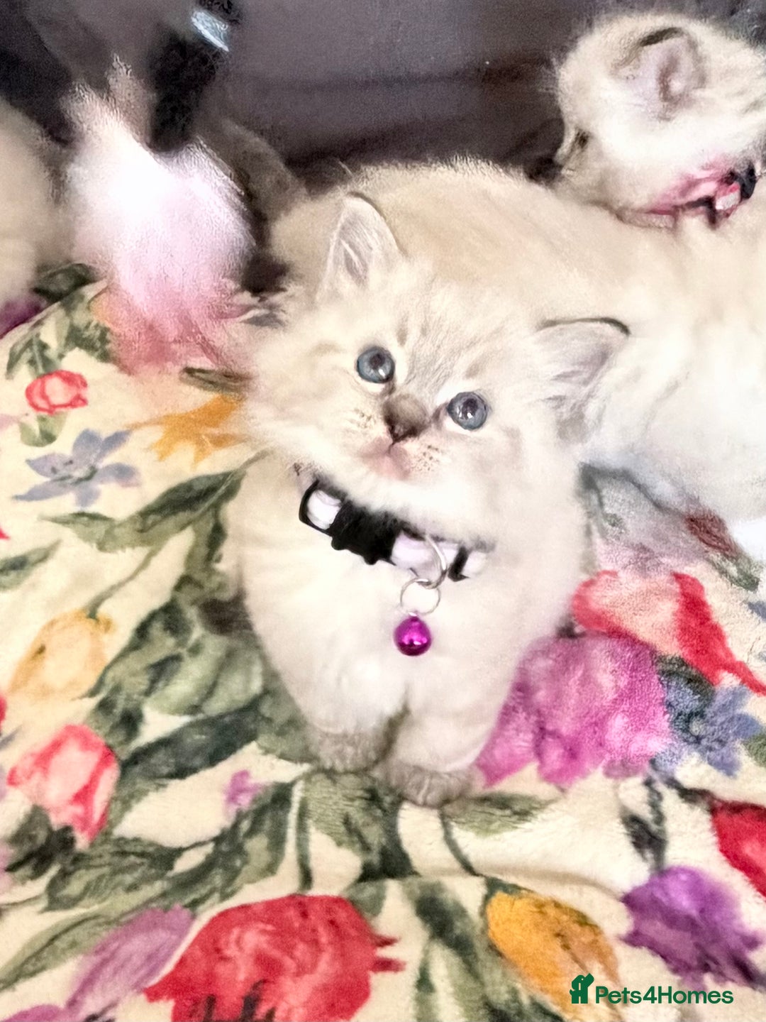 Ragdoll cats for sale: Special Ragdoll babies  - Advert 29