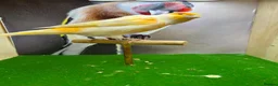 Canaries birds for sale: Male red dimorphic canaries  - Advert 4