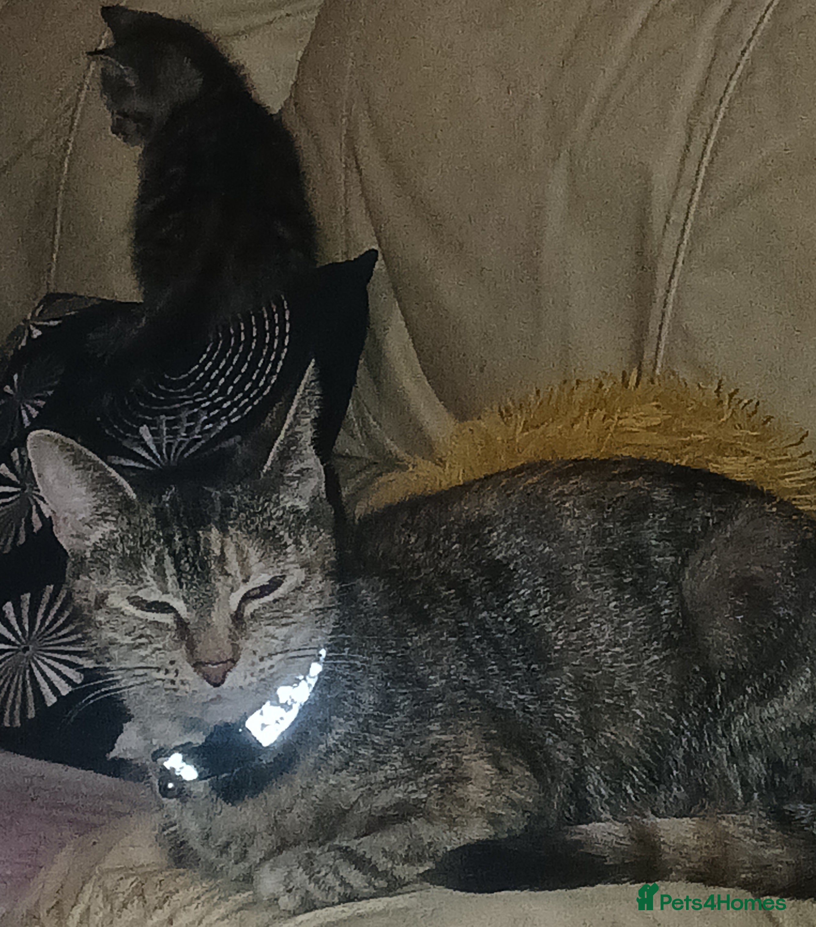 Mixed Breed cats 8 week old kittens...ready for homes. - Advert 1