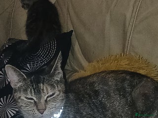 Mixed Breed cats 8 week old kittens...ready for homes. - Advert 9