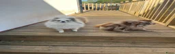 Pomeranian dogs for sale: ** Stunning 16 month old Pomeranian **  - Advert 1