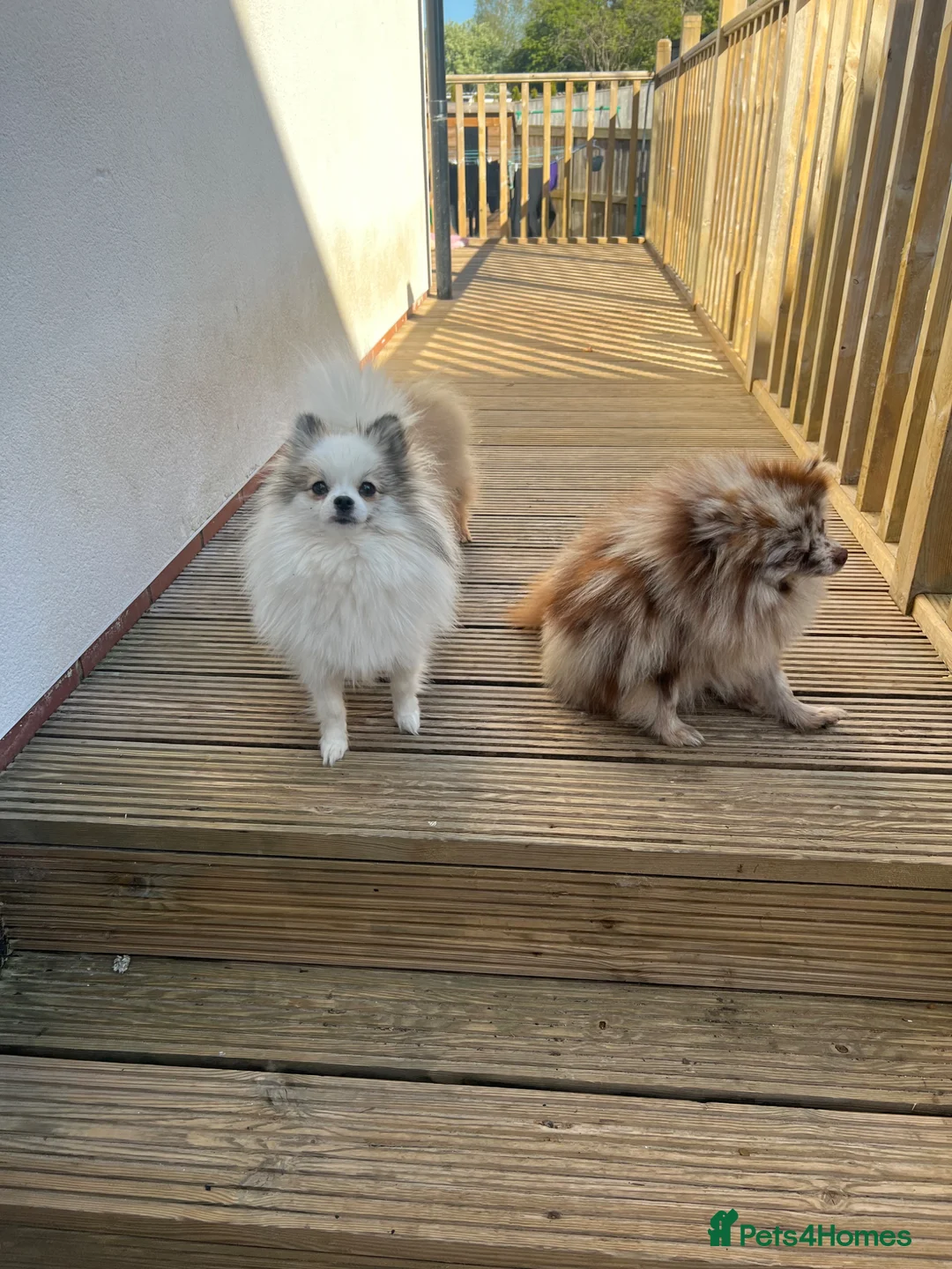 Pomeranian dogs for sale: ** Stunning 16 month old Pomeranian **  - Advert 1