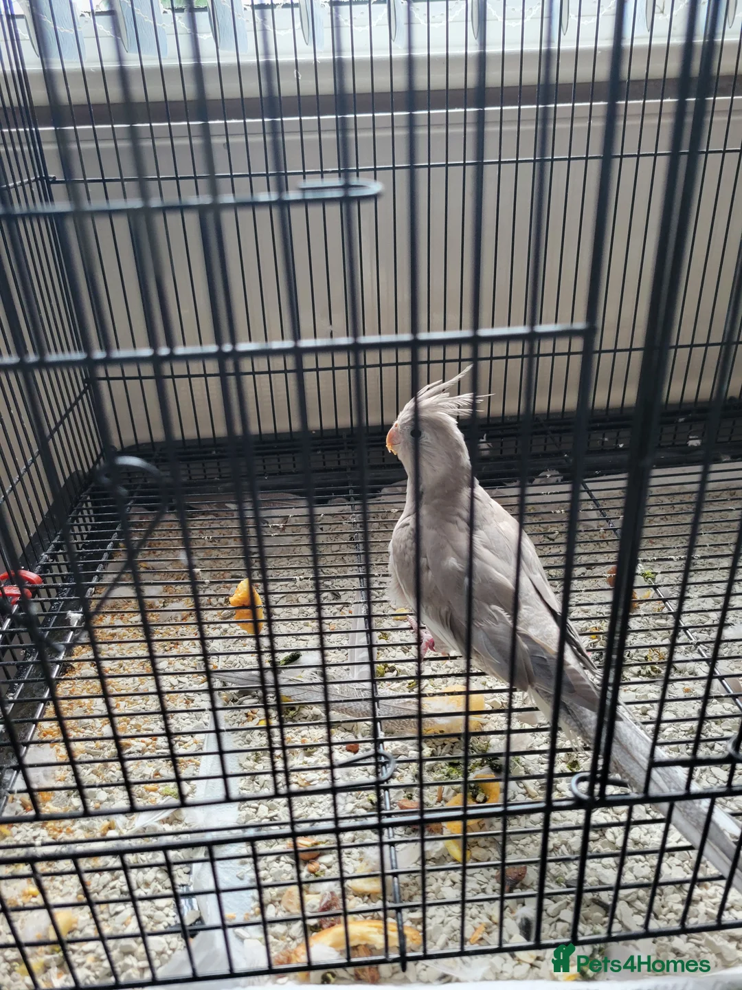 Cockatiels birds for sale: Cockatiel with cage - Advert 4