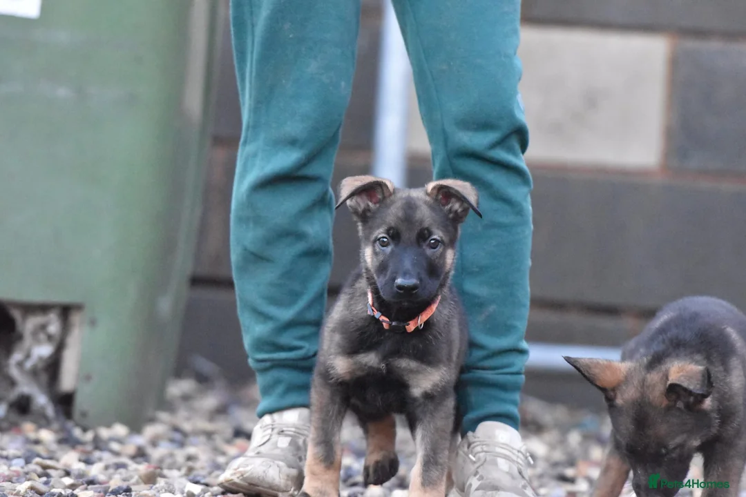 Mixed Breed dogs for sale: GSD × Dutch Herder – Top European Working Lines - Advert 12