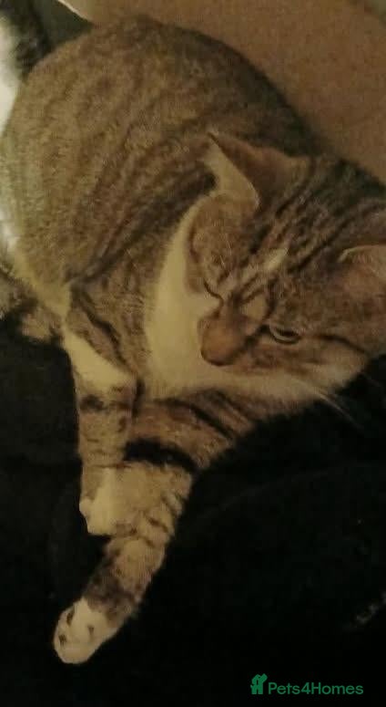 Domestic Shorthair cats 3 male cats to good homes - Advert 16