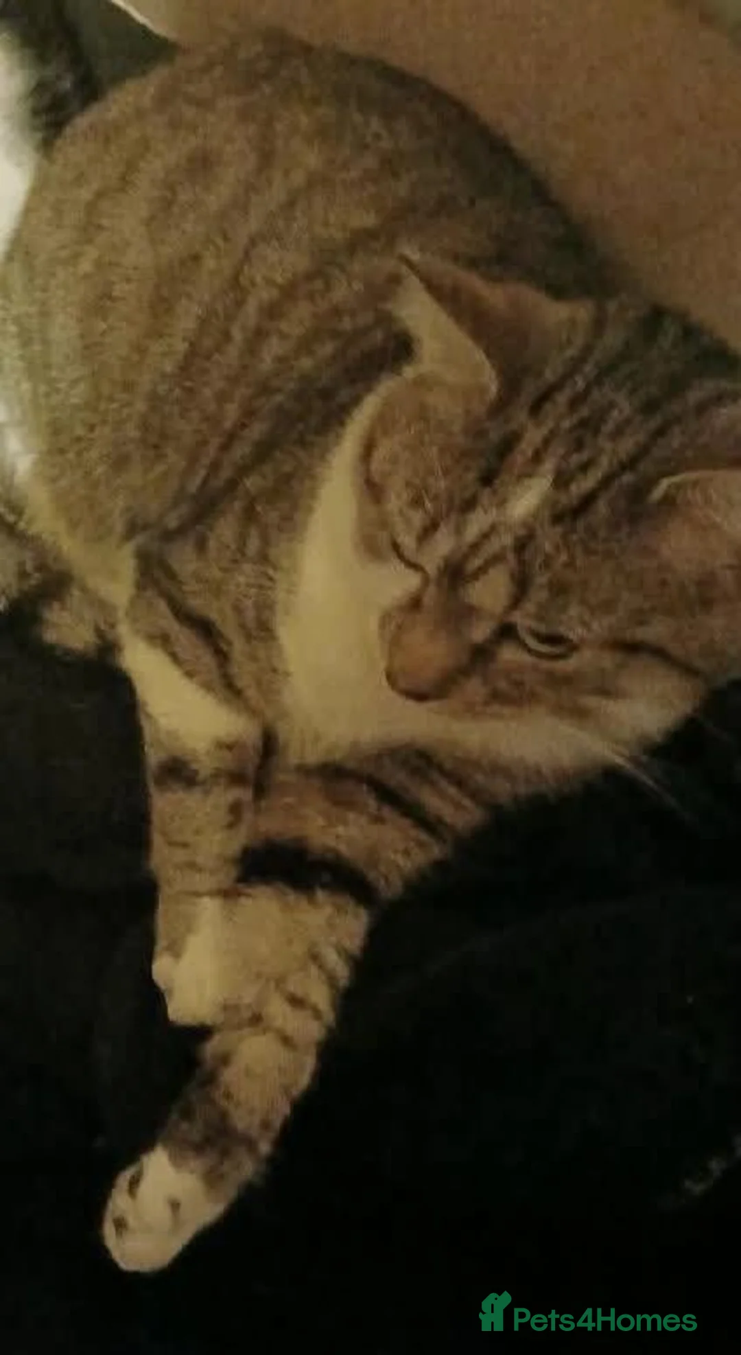 Domestic Shorthair cats for sale: 3 male cats to good homes - Advert 1
