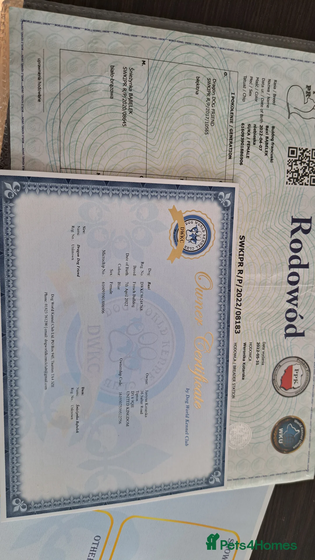 French Bulldog dogs for sale: French Bulldog  - Advert 3