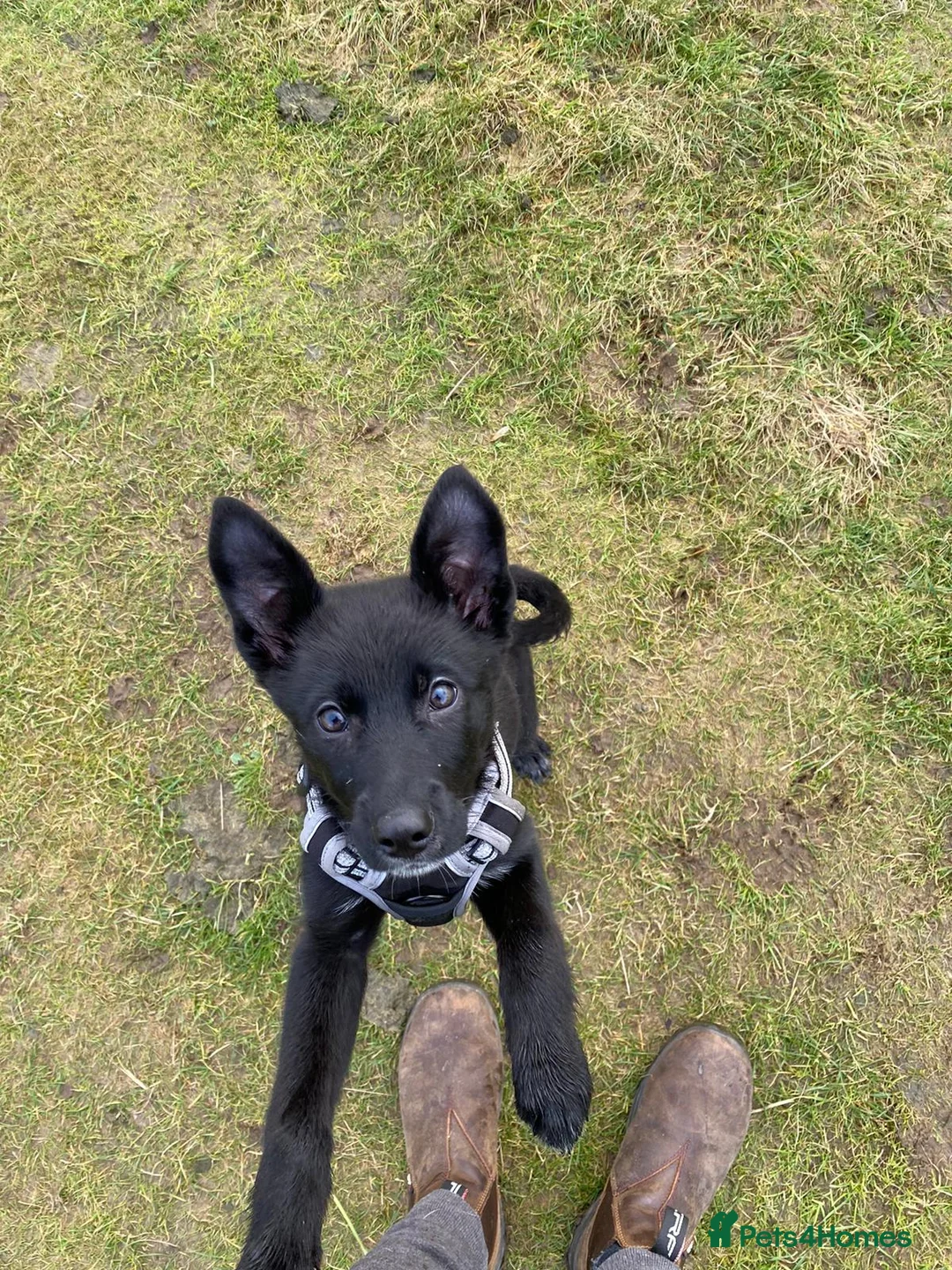 Mixed Breed dogs for sale: Shollie puppy - Advert 2