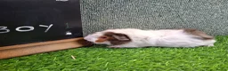 Guinea Pig rodents for sale: Attractive baby boy Guinea Pigs - Advert 15