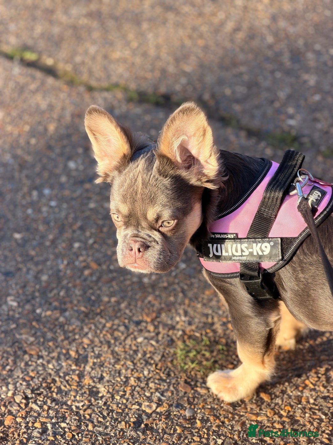 French Bulldog dogs for sale: Buffy the Fluffy Female French Bulldog - Advert 1