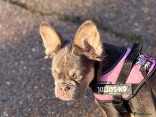 French Bulldog dogs Buffy the Fluffy Female French Bulldog - Advert 1