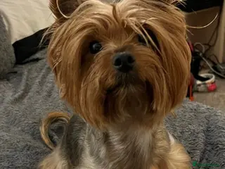 Yorkshire Terrier dogs Yorkshire terrier - Advert 9