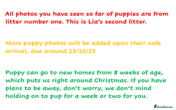 Golden Retriever dogs for sale: KC-Reg Golden Puppies @ Sunaraelia - Due 23/10/25 - Image 25