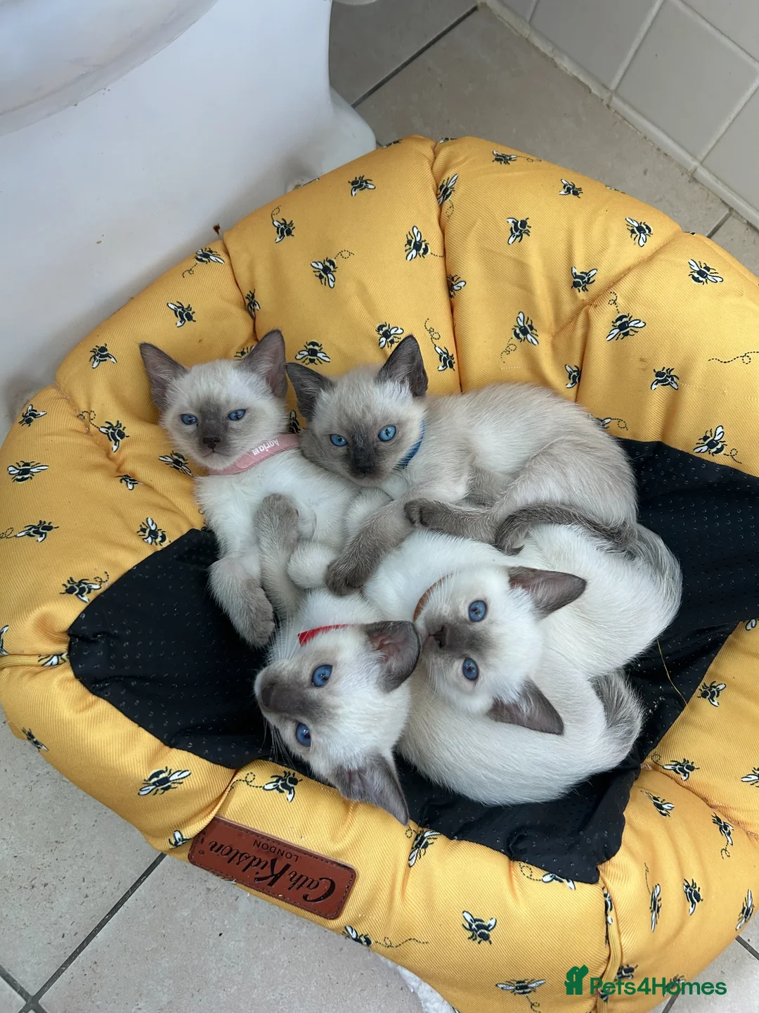 Siamese cats for sale: Orthodox Siamese - Advert 2