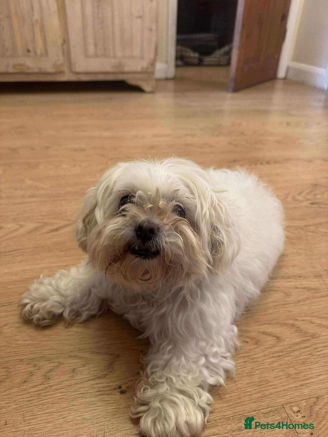 Maltese dogs for adoption: Kayleigh - Hingham Norfolk  - Image 4