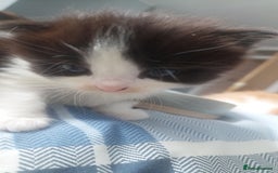 Mixed Breed cats for sale: Beautiful Kittens British ShorthairxRagdoll - Image 8