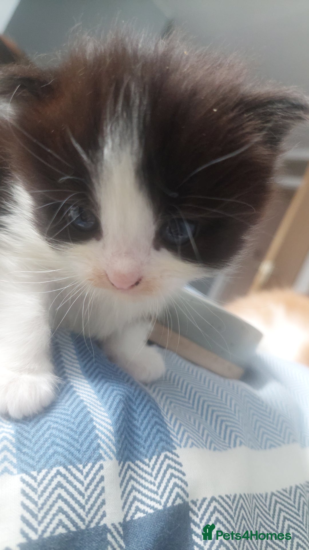 Mixed Breed cats for sale: Beautiful Kittens British ShorthairxRagdoll - Image 8