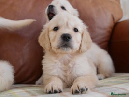 Golden Retriever dogs - Advert 11