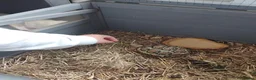 Tortoise reptiles for sale: 3 year old leopard tortoise  in Huddersfield - Advert 4