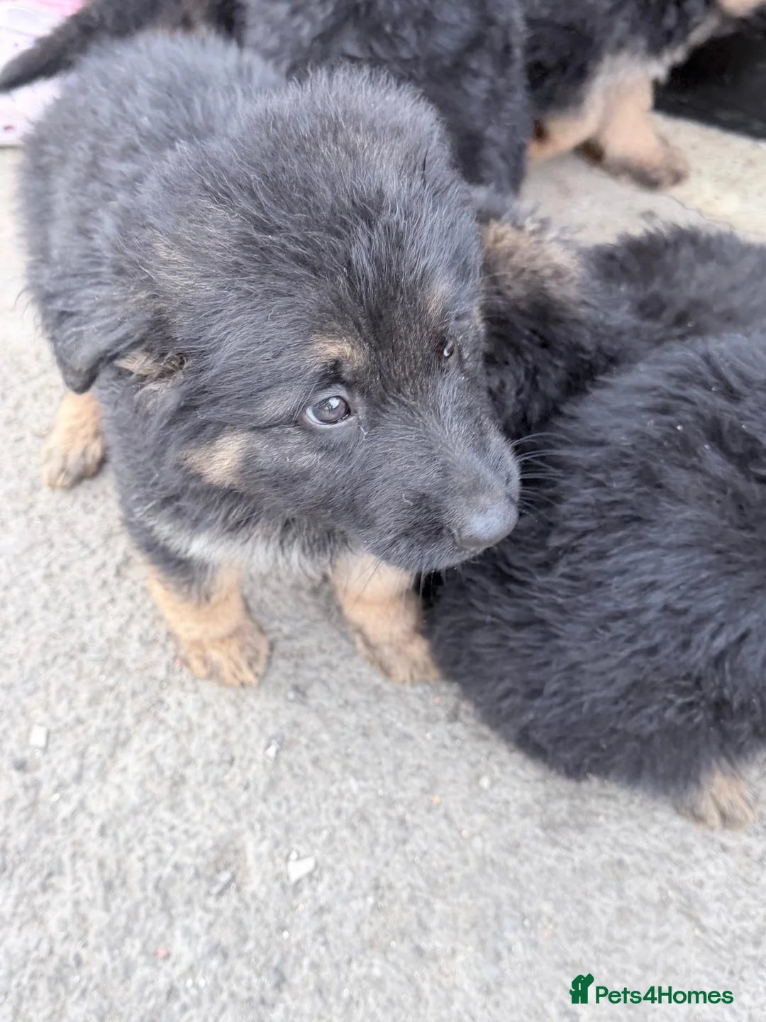 German Shepherd dogs for sale: German shepherd Full breed  in Newcastle upon Tyne - Advert 2