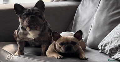 French Bulldog dogs - Advert 4