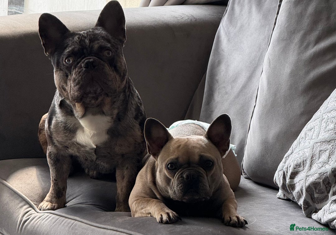 French Bulldog dogs for sale: 🌟 French Bulldog Puppy Ready 4 His Forever Home🌟 - Image 3