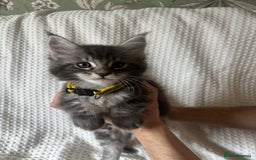 Maine Coon cats for sale: Beautiful blue smoke torbie Maine coon kittens  - Image 8