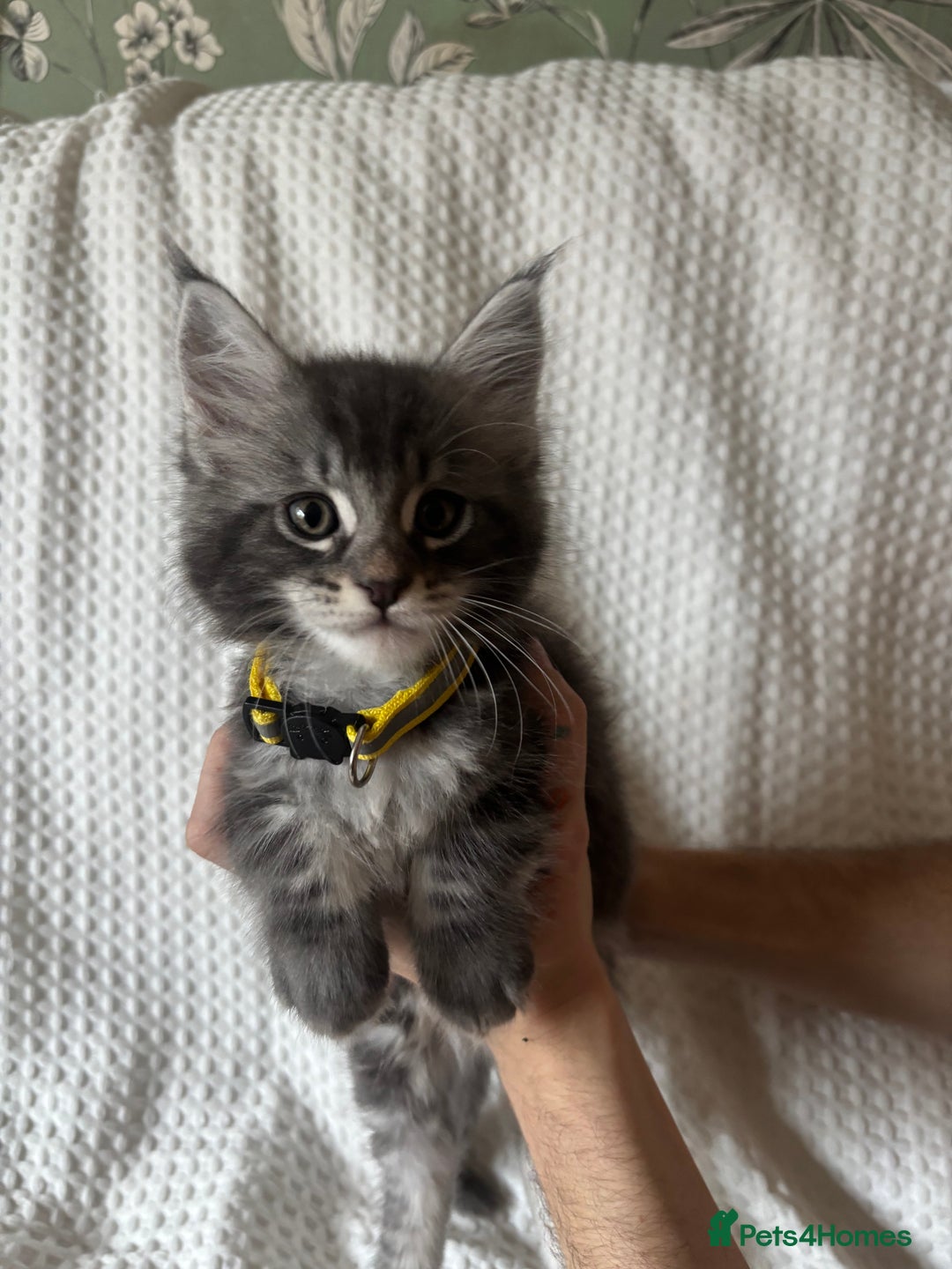Maine Coon cats for sale: Beautiful blue smoke torbie Maine coon kittens  - Image 8