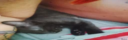 British Shorthair cats for sale: Black with white patched kittens  - Advert 4