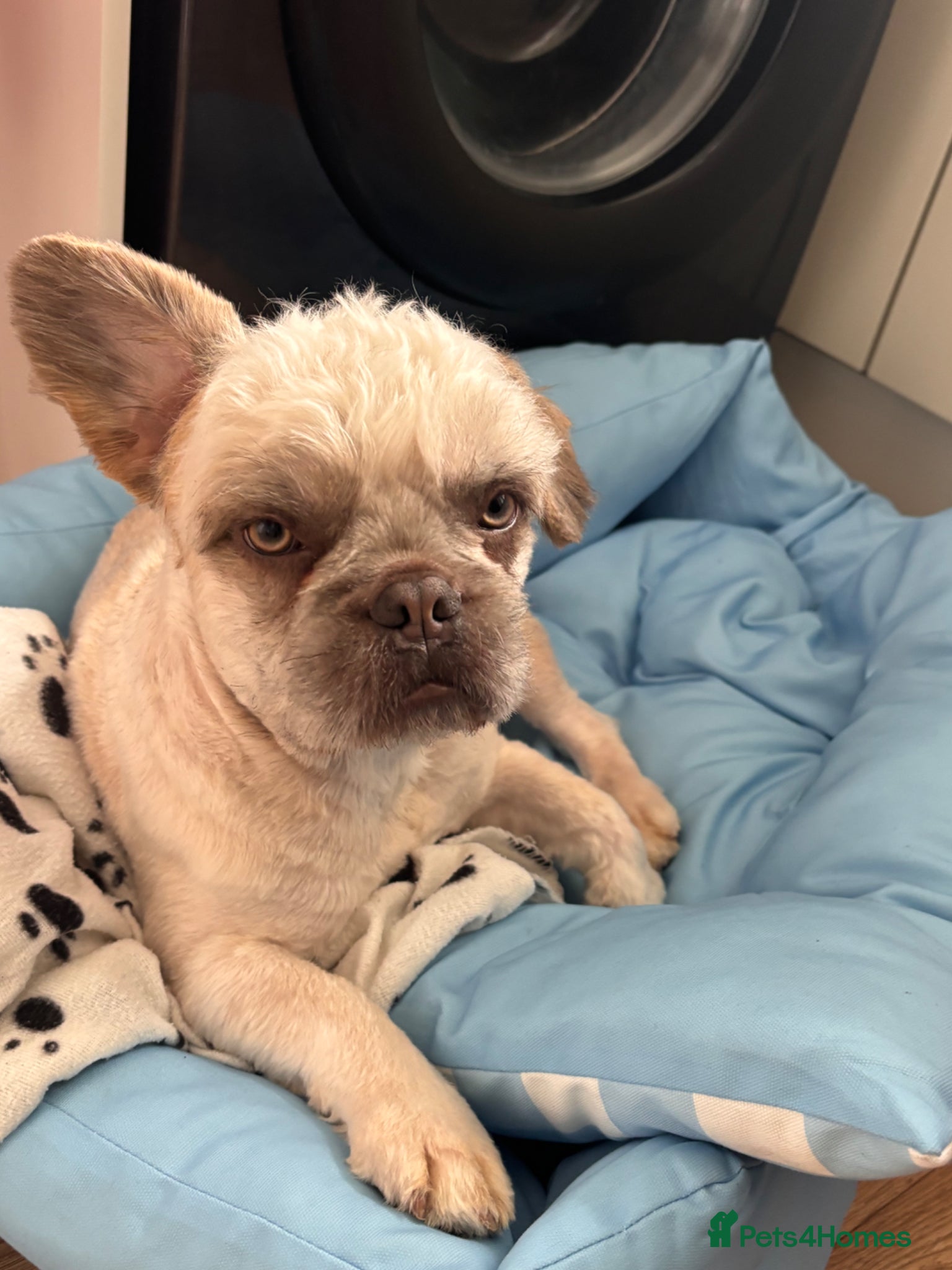 Mixed Breed dogs Cream fluffy Frenchie x - Advert 6