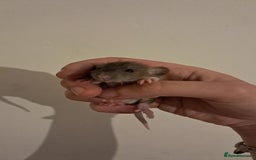 Rat rodents for sale: Mixed Litter for sale! - Image 1