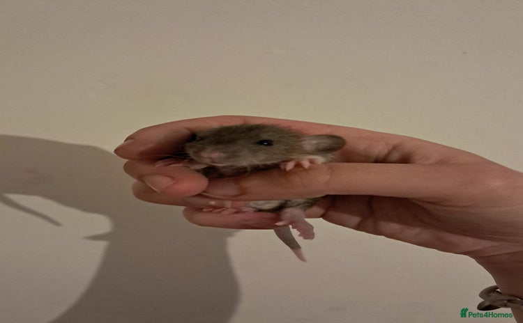 Rat rodents - Advert 1