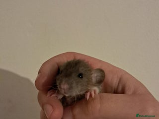 Rat rodents - Advert 5