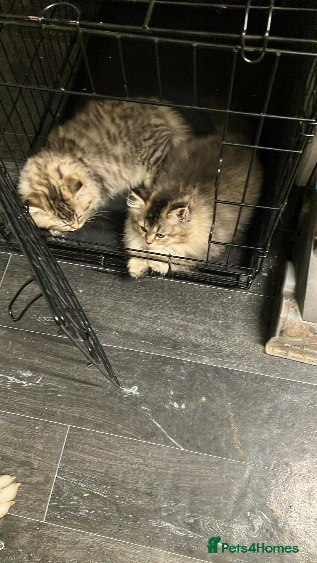 British Longhair cats British long hair kittens for sale  - Advert 3