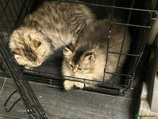 British Longhair cats - Advert 19