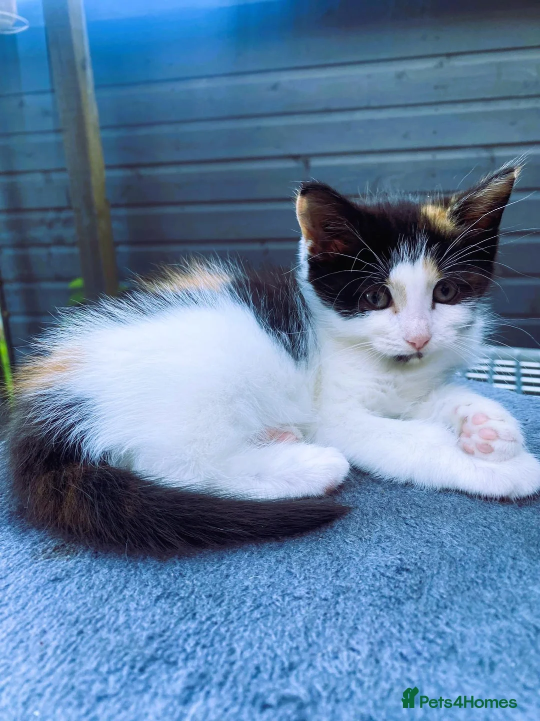 Mixed Breed cats for sale: 4 kittens ready for new homes today - Advert 17