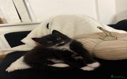 Mixed Breed cats for sale: 2 gorgeous long haired females available - Image 10