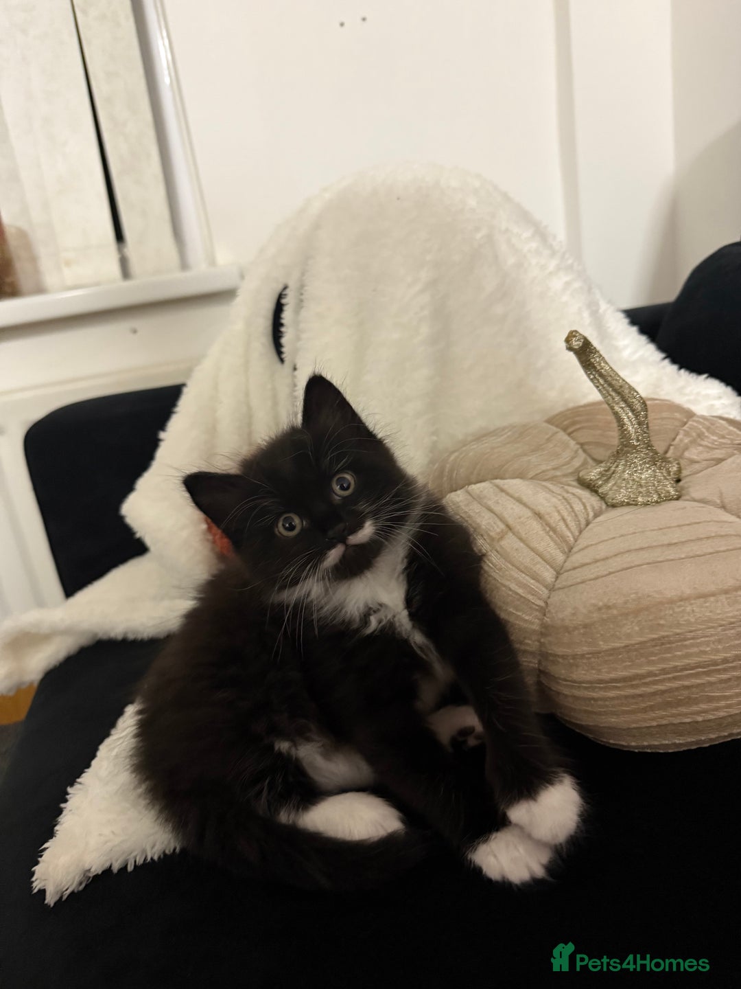 Mixed Breed cats for sale: 2 gorgeous long haired females available - Image 10