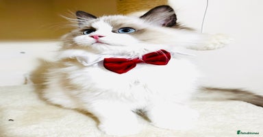 Ragdoll cats - Advert 16