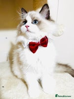 Ragdoll cats - Advert 4