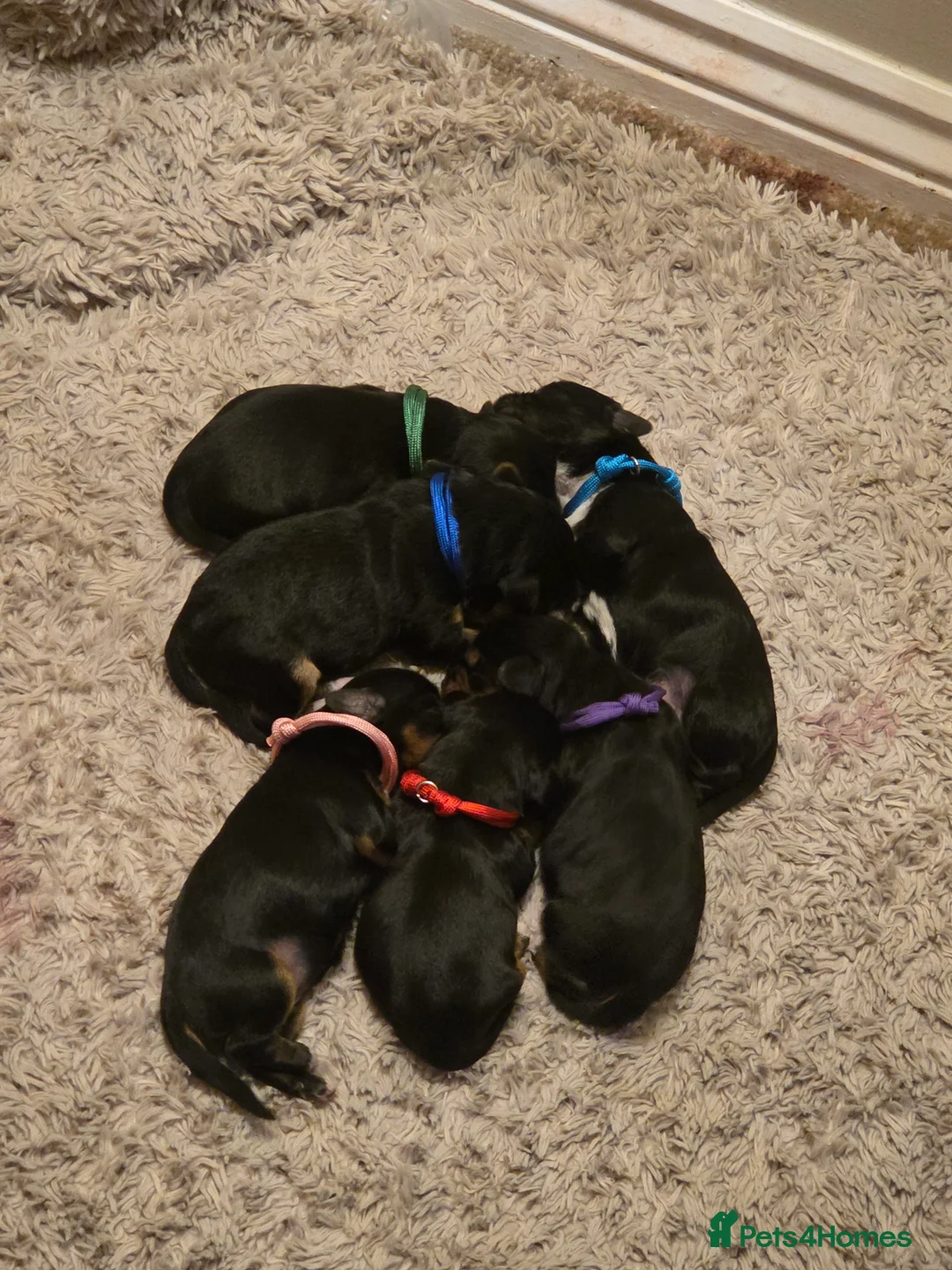 Mixed Breed dogs for sale: Yorkipoo - Advert 8