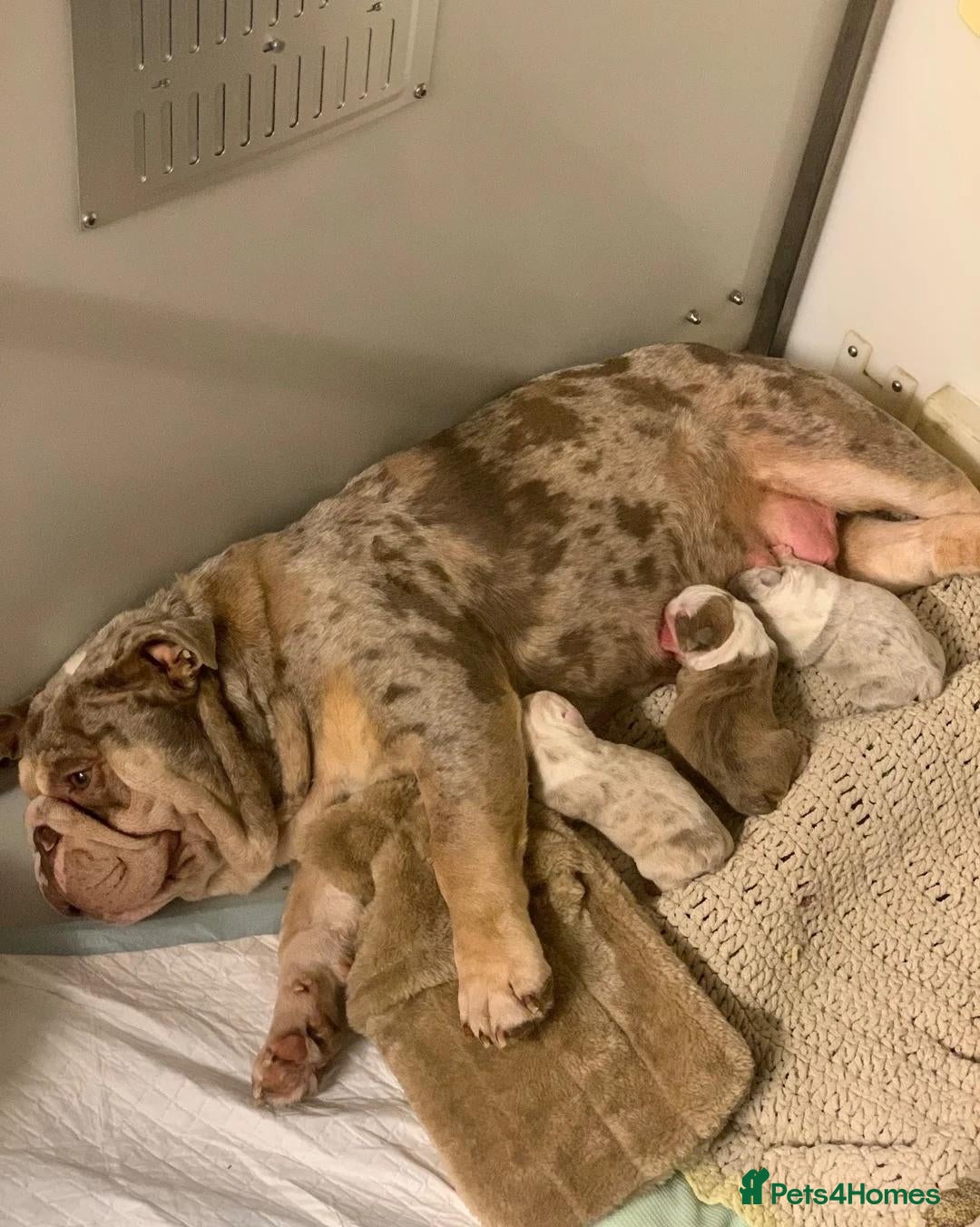 English Bulldog dogs English Bulldog Puppies Seeking Loving Homes - Advert 3
