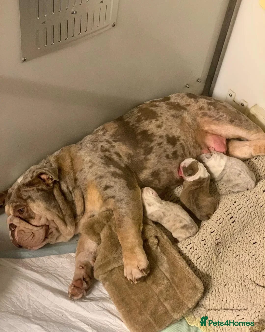English Bulldog dogs for sale: English Bulldog Puppies Seeking Loving Homes - Advert 1