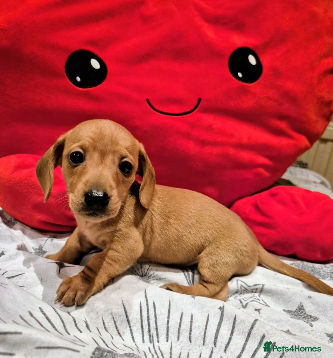 Miniature Dachshund dogs for sale: Miniature Dachshund puppies KC registered  - Advert 3