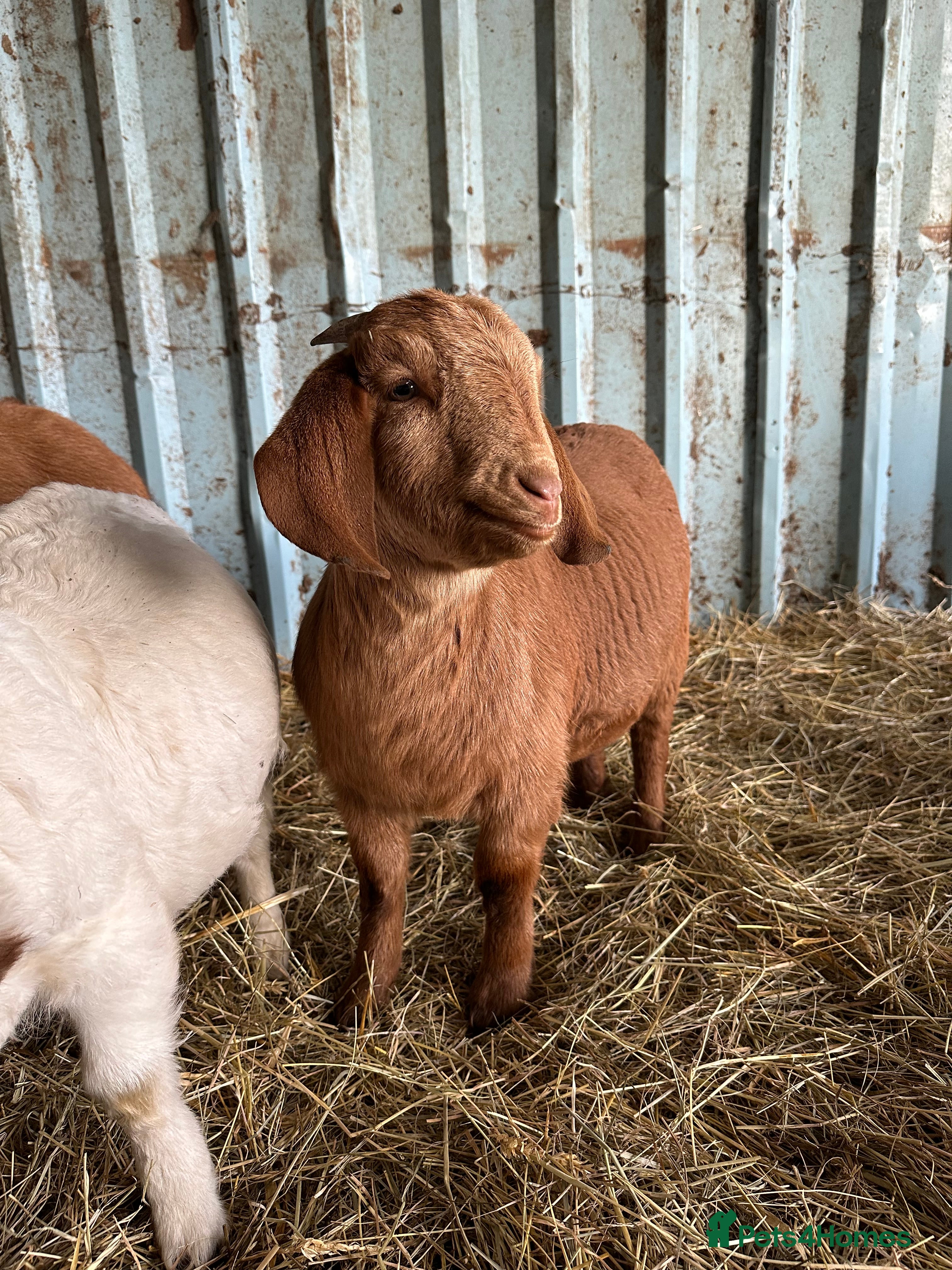 Goats livestock 2x red and traditional full boer doelings - Advert 1