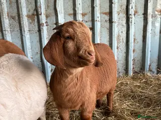 Goats livestock 2x red and traditional full boer doelings - Advert 1